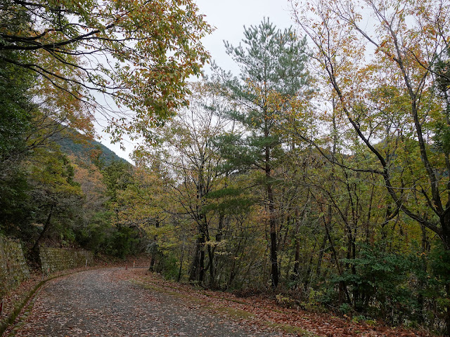 グランソール大山希望ヶ丘 別荘地の道