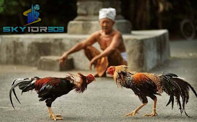 Situs Taruhan Sabung Ayam Sv388 Live Deposit Termurah