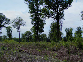 Managed forest.  Indre et Loire, France. Photographed by Susan Walter. Tour the Loire Valley with a classic car and a private guide.