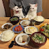 Japanese Couple Captures Every Time Their Cats Watch Them Eat