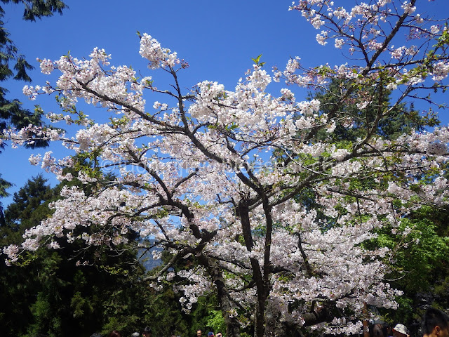 Alishan cherry blossom