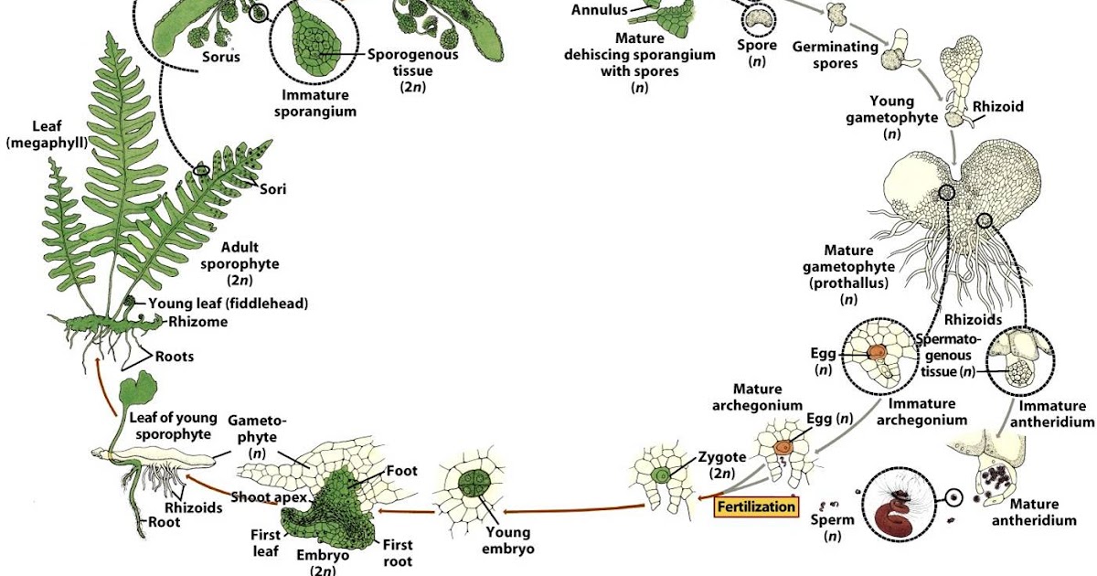 Belajar Biologi: Reproduksi Tumbuhan Paku