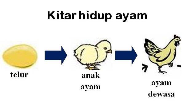 Dunia Sains Untuk Kita Semua Alkisah Riwayat hidup  ayam  KFC