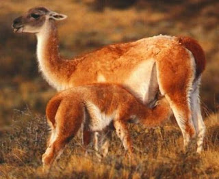 Vicuña hembra dando de mamar a su cría