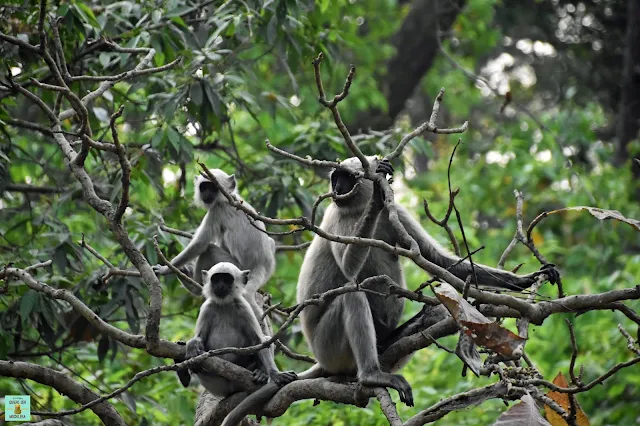 Monos lingures en Parque Nacional de Bardia, Nepal