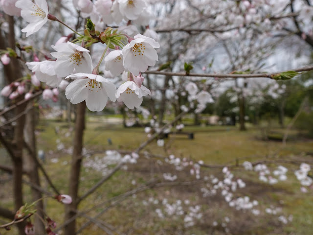 とっとり花回廊　ソメイヨシノ桜