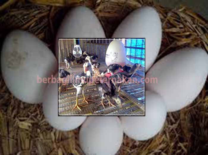Tips Merawat Ayam Bangkok Dari Telur Sampai Dewasa Agar ...