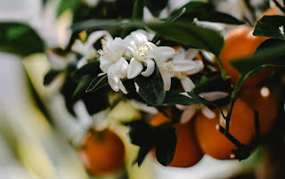 bunga dan buah jeruk