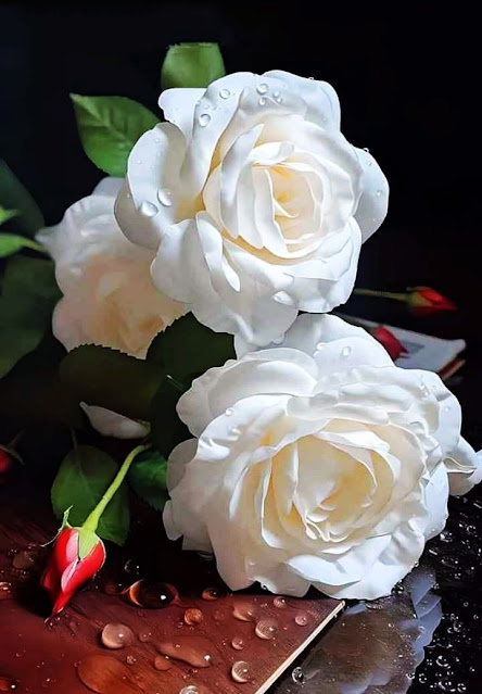 White Rose Pics
