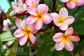 Frangipanis in Sydney Summer