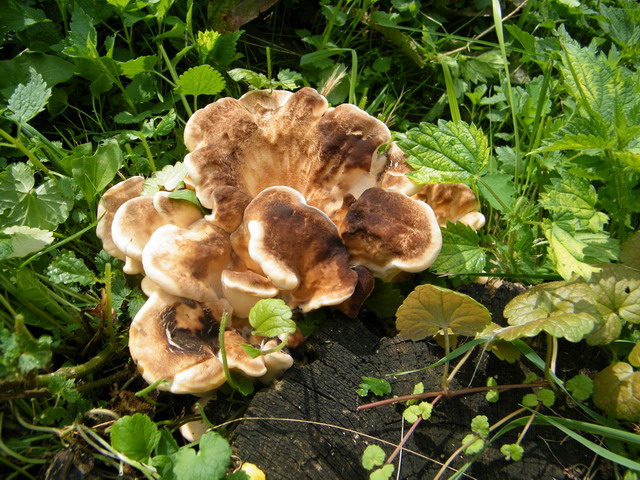 Meripilus giganteus