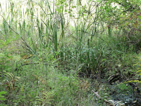 cattail marsh