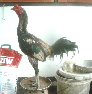 Harga ayam bangkok birma dijual di Thailand