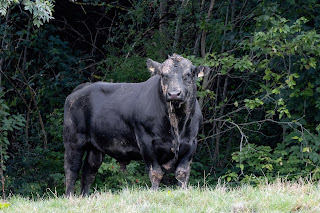 Stier auf der Weide beim Bergmattenhof