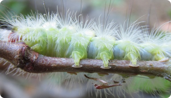 17 Withlacoochee Trail - Break - white-marked tussock moth caterpillar - Orgyia leucostigma (6)