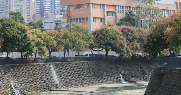 台中西區|麻園頭溪畔|整排台灣欒樹盛開|還有小橋流水人家