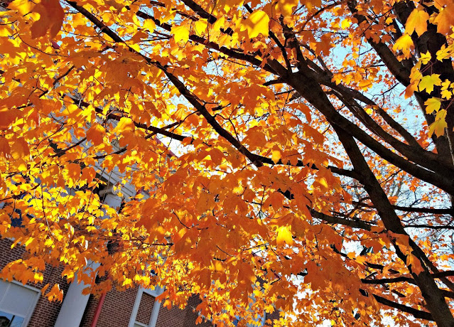 Maple trees with brilliant yellow and orange fall leaves