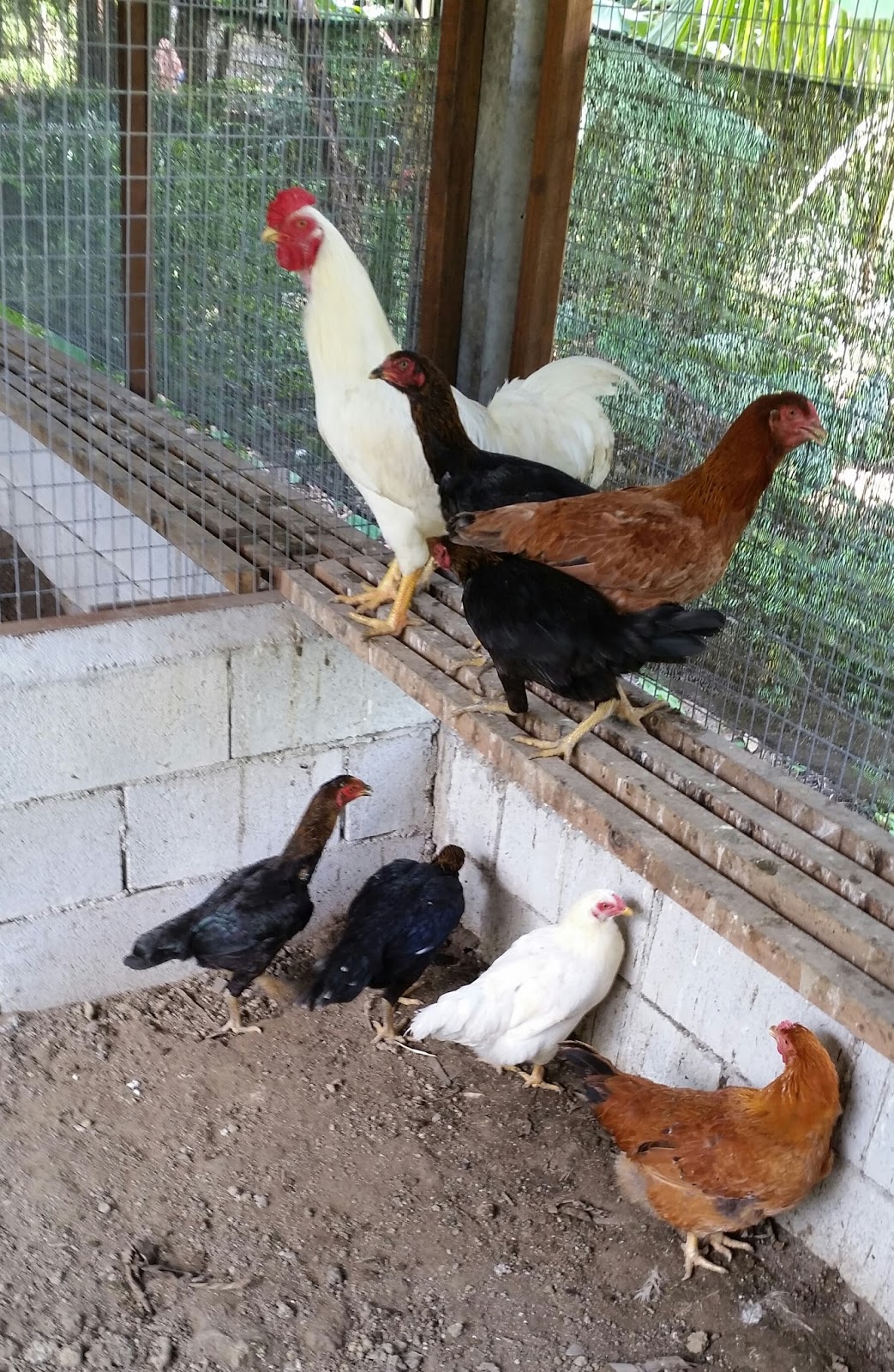 Warisan Petani Ternakan Ayam  2