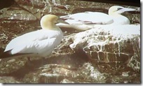 nb gannets on the Bass