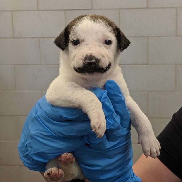 Adorable Pictures Of Shelter Puppy Born With A Handlebar Mustache