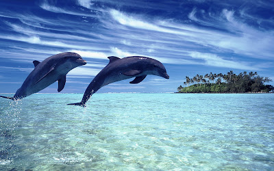 fotos de delfines en oceanos