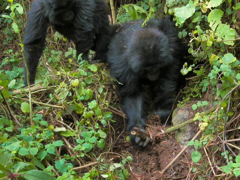 Gorillas have been observed seeking out and destroying poachers’ snares after an infant in their group was killed