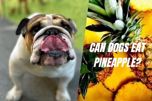 are dogs allergic to pineapple