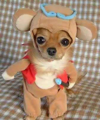 12 Creative and Unusual Dog Costumes (12) 5