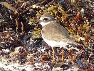 Charadrius - Gravelot de Cuba - Oiseaux de rivage - Oiseaux limicoles