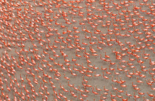 Foto Burung Flamingo yang Indah