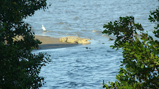 cocodrilos en Tampico