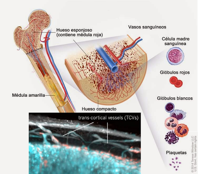 Sistema de vasos sanguíneos en los huesos ilustración