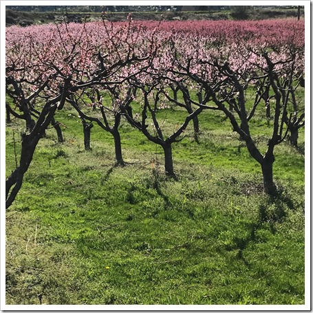 blossom view 2 April