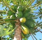 pawpaw tree