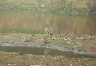 Stone Curlew