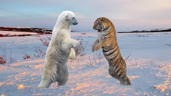 Hổ Siberia VS Gấu Bắc cực kẻ nào sẽ chiến thắng?