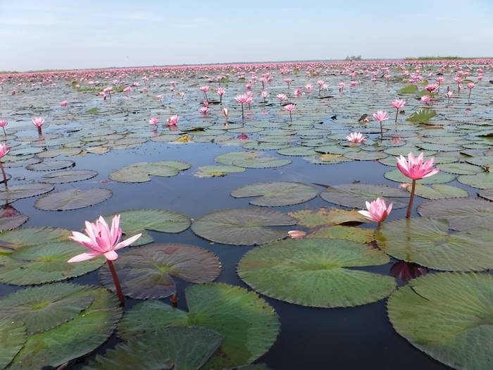 Nong Harn Lake of Udonthani