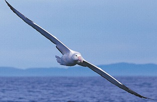 Albatross_Largest_Wing