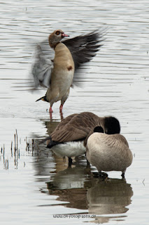 Naturfotografie Wildlifefotografie Lippeaue Olaf Kerber