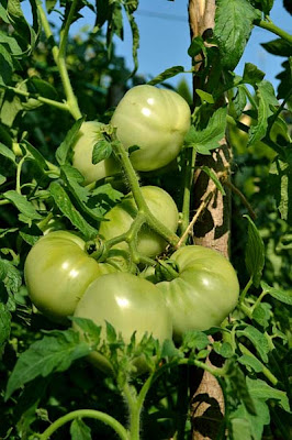 Green Tomato Plant