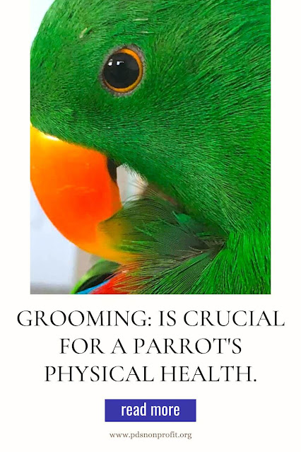 Grooming: Maintenance behaviors include activities like grooming, which is crucial for a parrot's physical health.