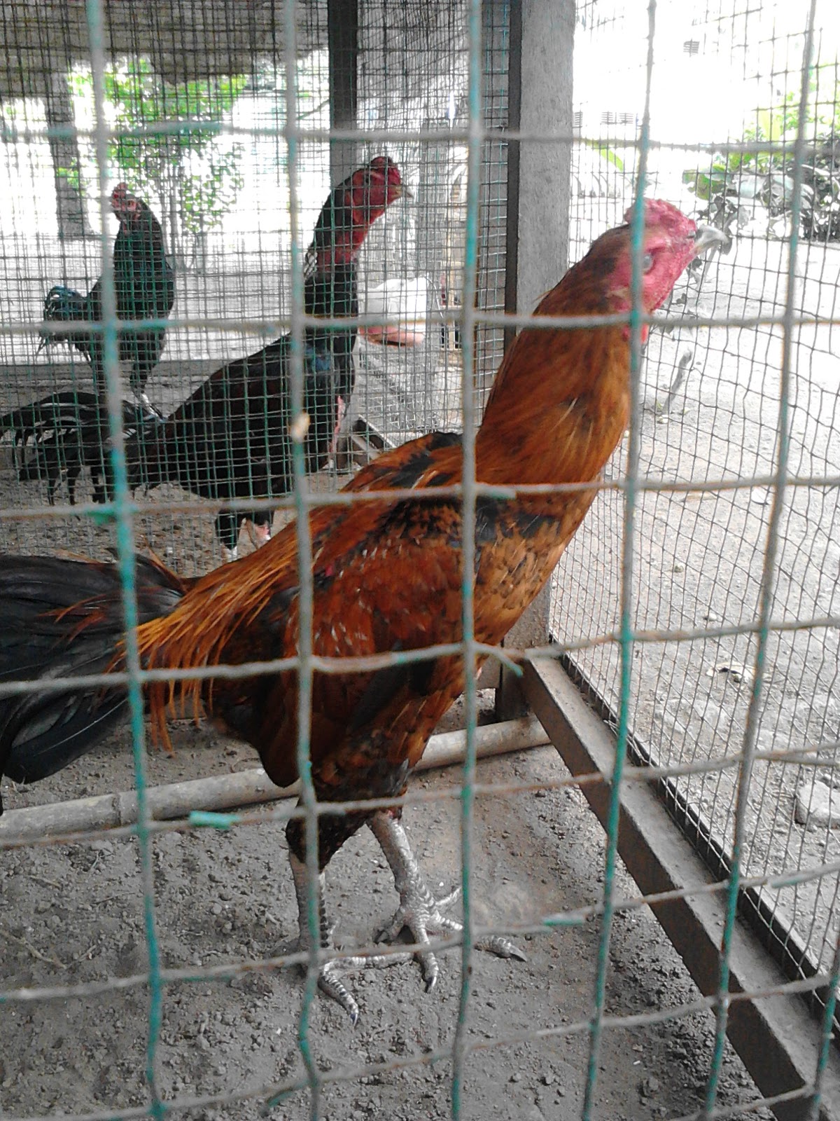 jual beli ayam  bangkok berkualitas super