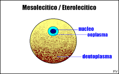 Uovo Mesolecitico