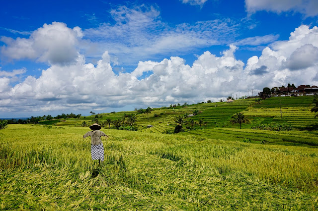 adventure, asia, backpacking, backpacks, bali, flip flops only, indonesia, island, itinerary, temples, things to do, travel, ubud, wanderlust, 