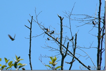 summer and swallows