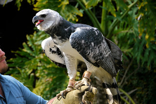 Harpy Eagle Wallpaper