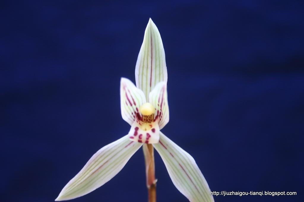 兰花 花:hua-09020511453386