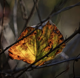 Download Nature Wallpapers