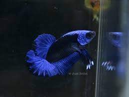 cupang blue samurai