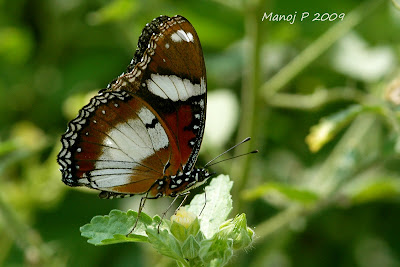 Danaid Eggfly Butterfly